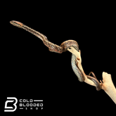 Serpiente kukri marrón - Oligodon purpurascens