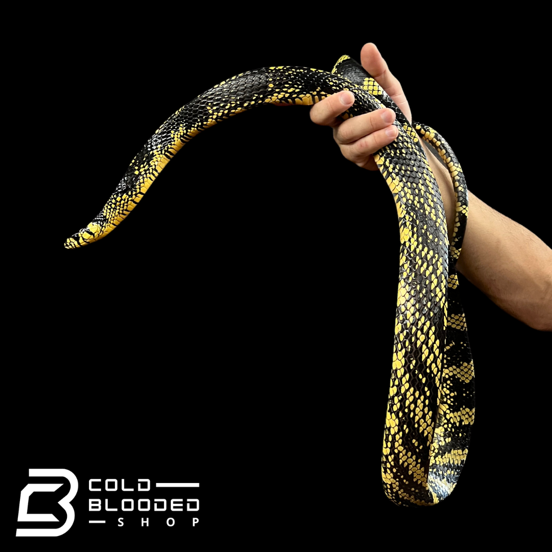 Adult Female Nicaraguan Tiger Rat Snake - Spilotes pullatus