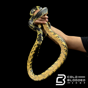 Adult Female Nicaraguan Tiger Rat Snake - Spilotes pullatus