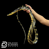 Adult Female Nicaraguan Tiger Rat Snake - Spilotes pullatus