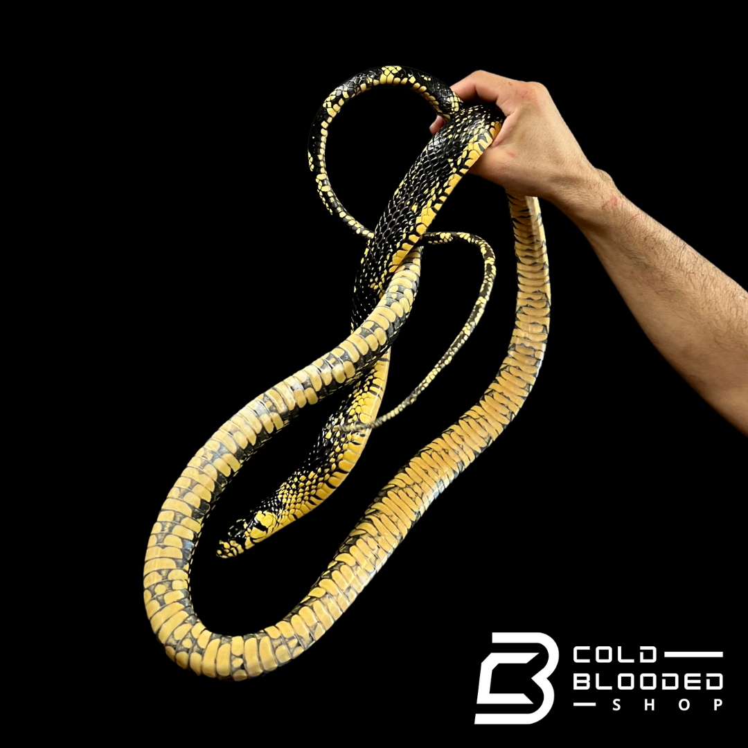 Adult Female Nicaraguan Tiger Rat Snake - Spilotes pullatus