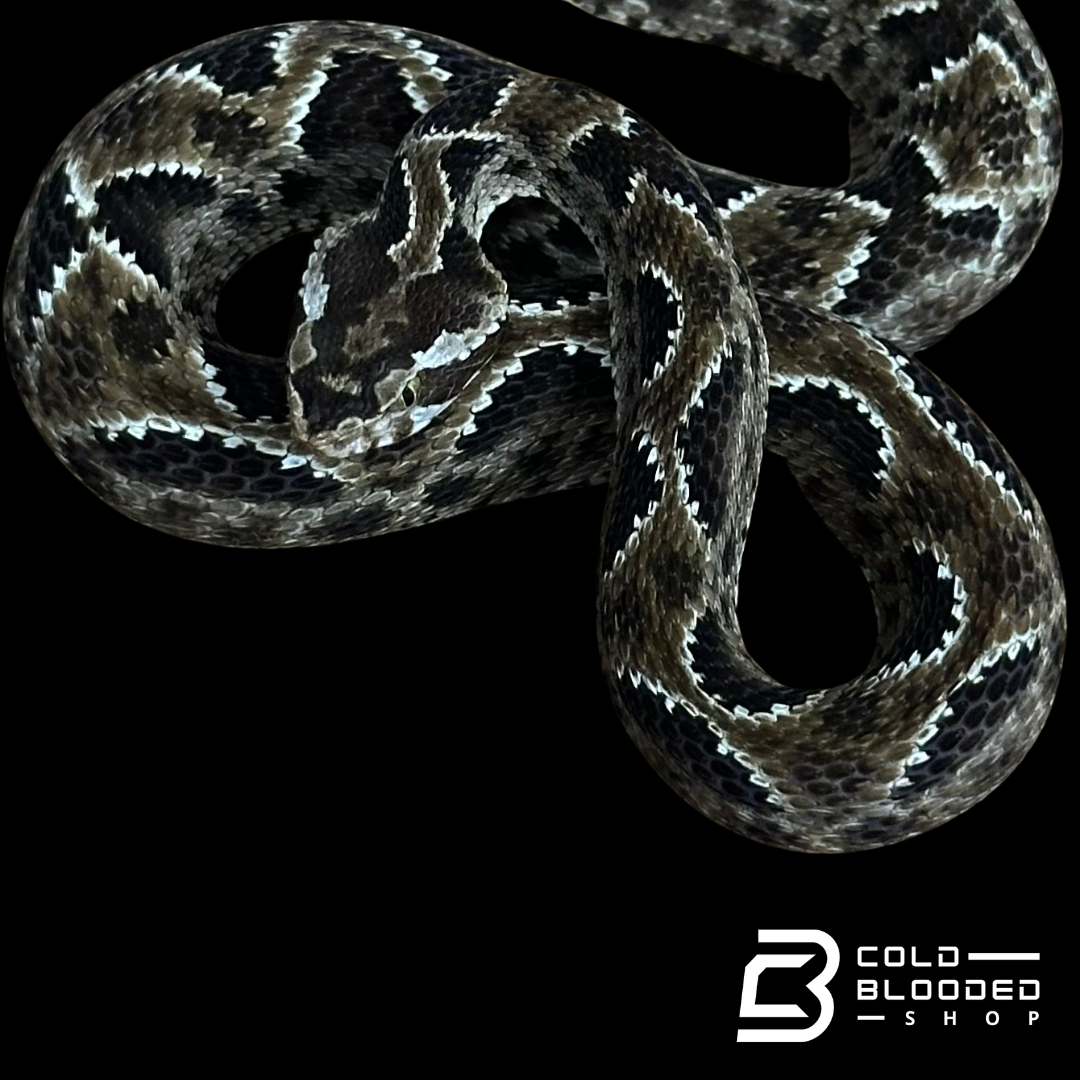 CBB Zoo Stock FEMALE #2 Barnett's lancehead - Bothrops barnetti (Copy)