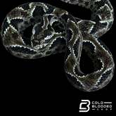 CBB Zoo Stock FEMALE #2 Barnett's lancehead - Bothrops barnetti (Copy)