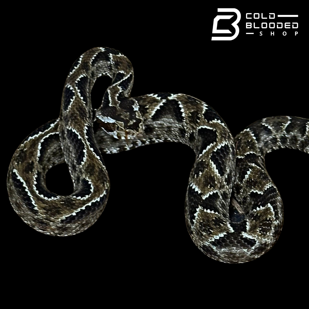 CBB Zoo Stock FEMALE #2 Barnett's lancehead - Bothrops barnetti (Copy)