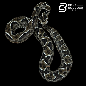 CBB Zoo Stock FEMALE #2 Barnett's lancehead - Bothrops barnetti (Copy)