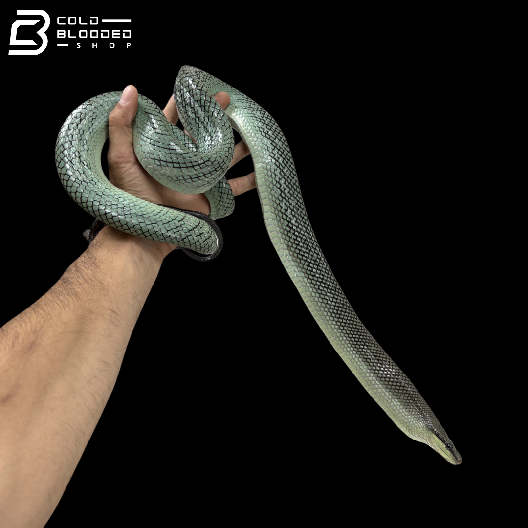 Female Blue Red-tailed Green Rat Snake - Gonyosoma oxycephalum
