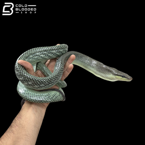 Female Blue Red-tailed Green Rat Snake - Gonyosoma oxycephalum