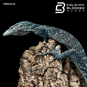 Pair of Adult Blue Tree Monitors - Varanus macraei