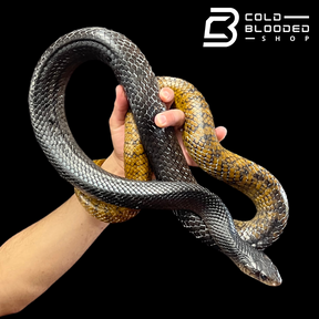 Adult Female Yellow Tailed Cribo - Drymarchon corais - Cold Blooded Shop