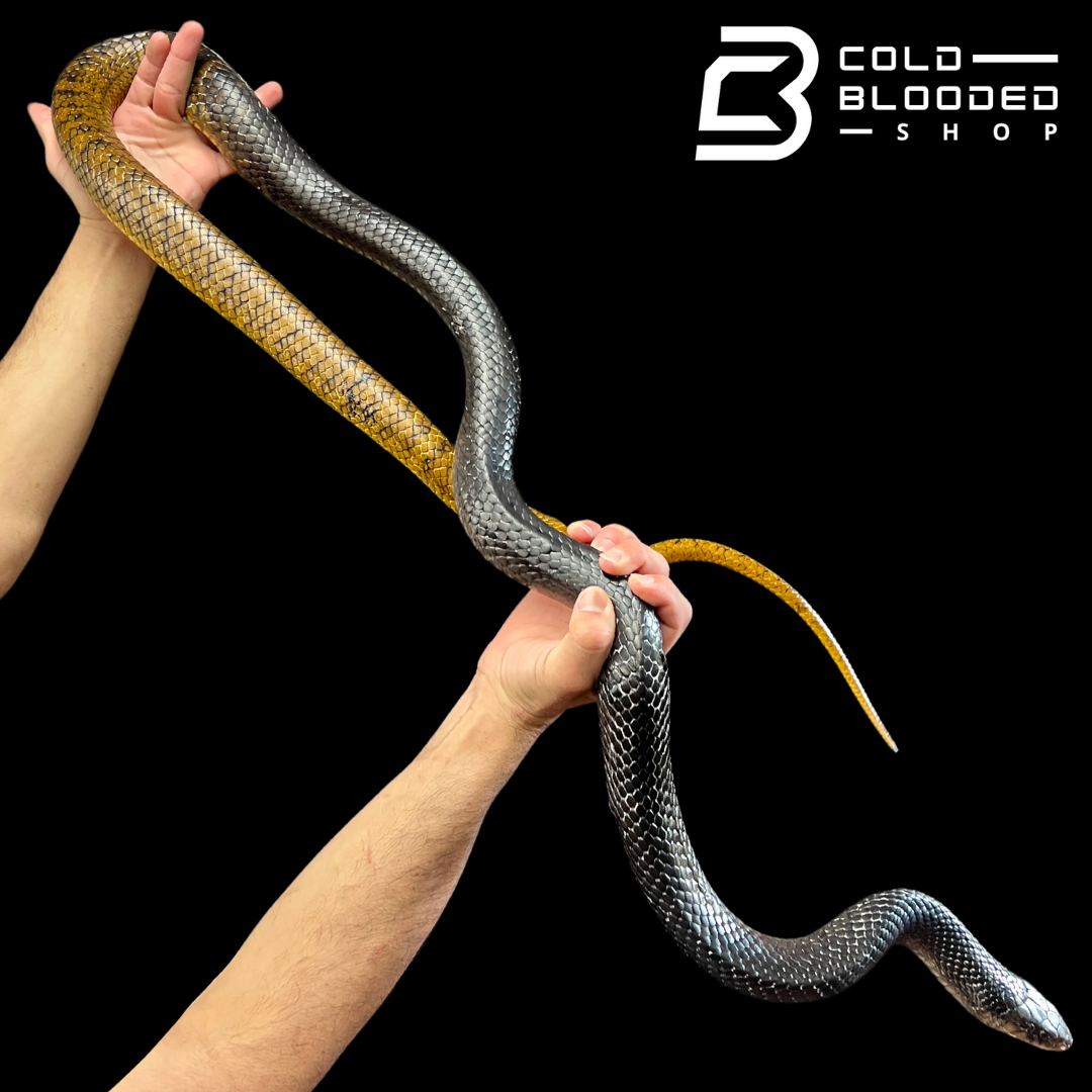 Adult Female Yellow Tailed Cribo - Drymarchon corais - Cold Blooded Shop
