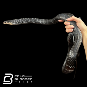 Female Keeled Rat Snake - Ptyas Carinata #3