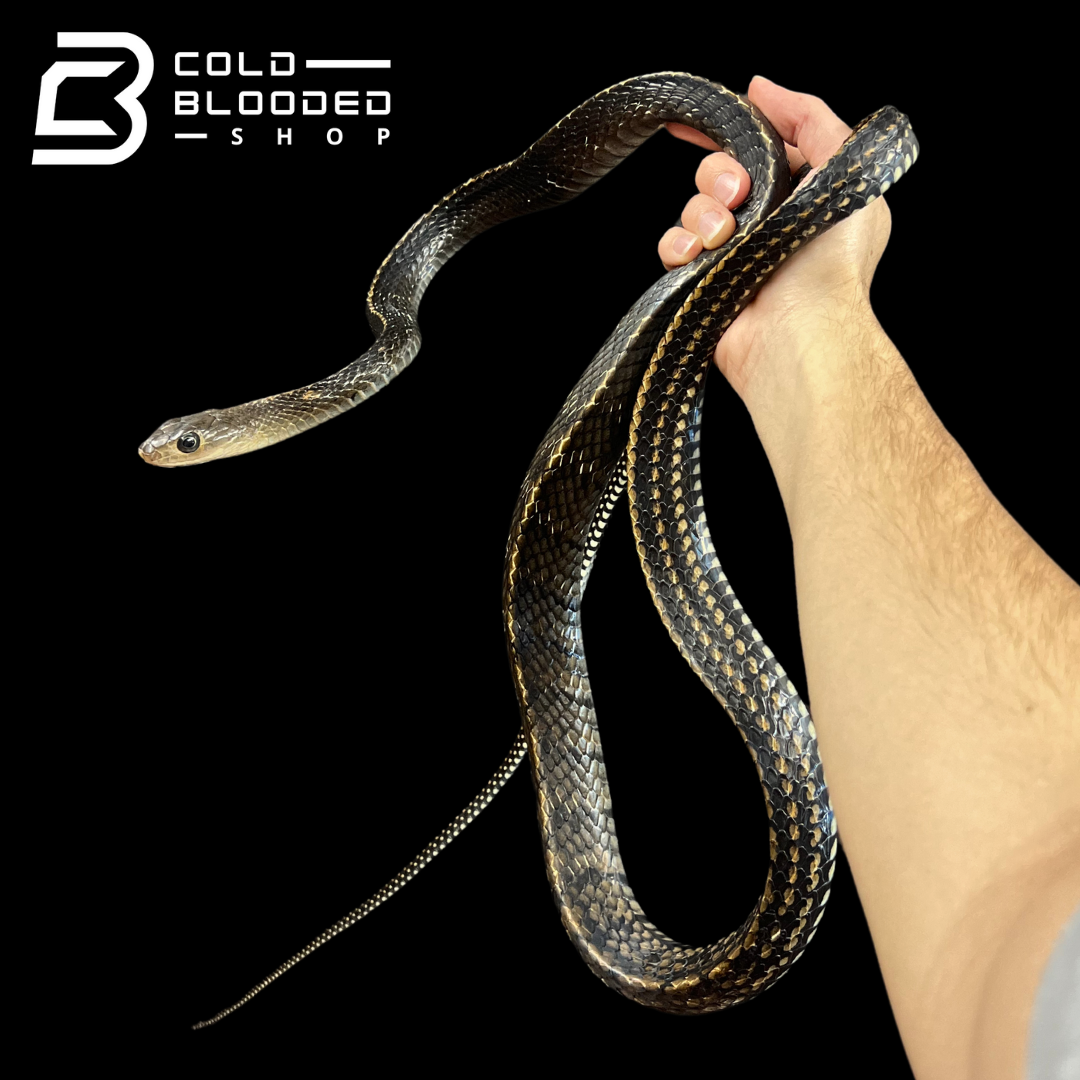 Female Keeled Rat Snake - Ptyas Carinata #4