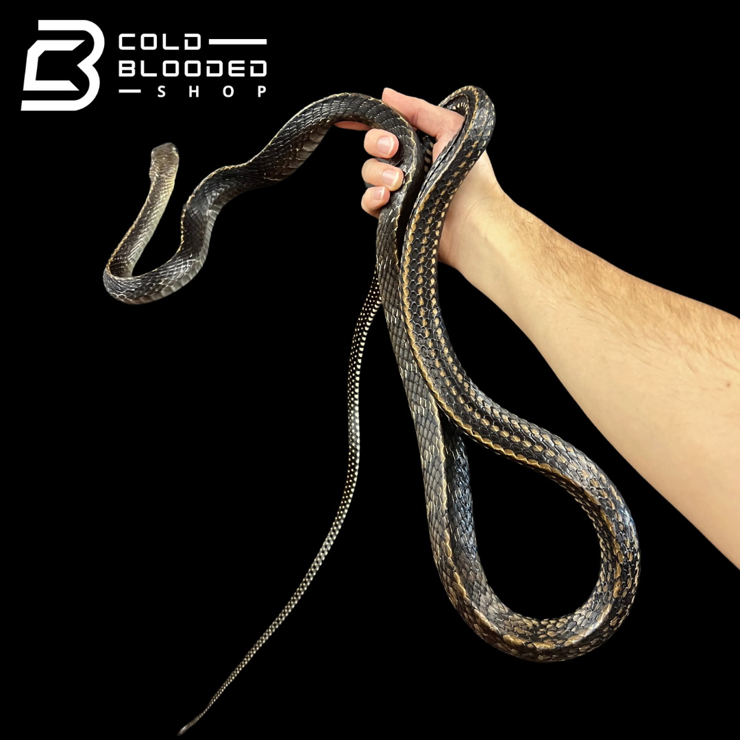 Female Keeled Rat Snake - Ptyas Carinata #4