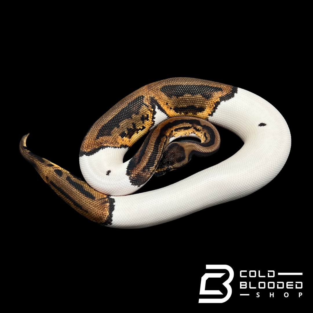 Juvenile Female Pied Ball Python - Python regius