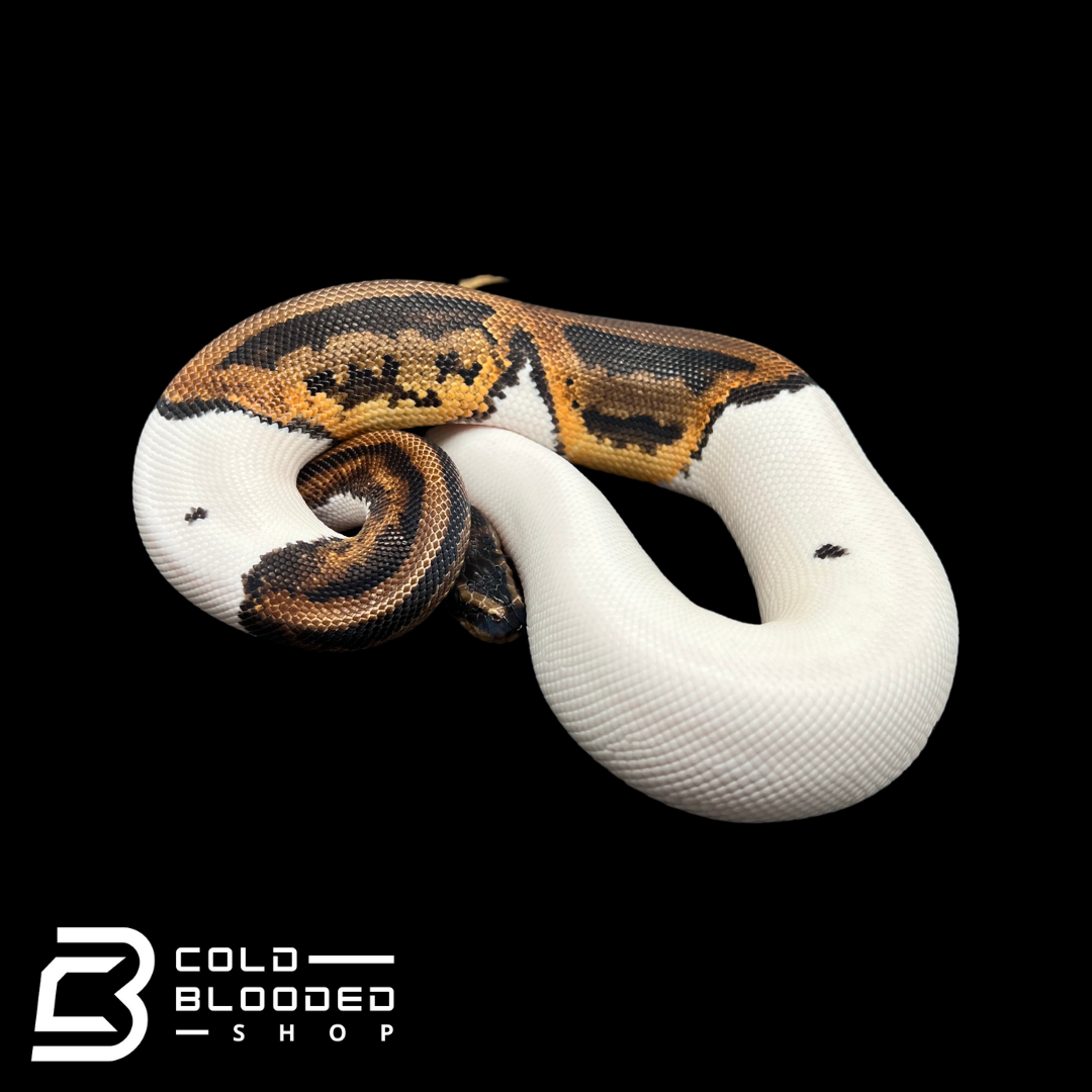 Shop Snakes Online Colubrids Pythons More with Fast Shipping