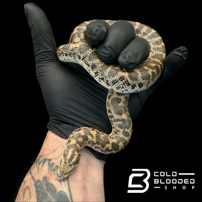 Javelin Sand boa Female #1 - Eryx jaculus