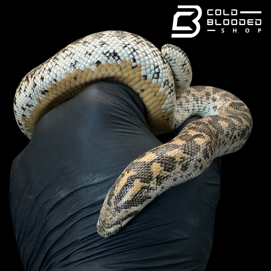 Javelin Sand boa Female #1 - Eryx jaculus