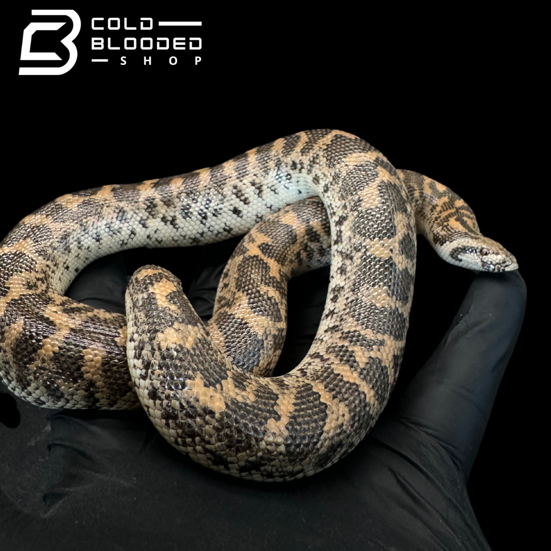 Javelin Sand boa Female #1 - Eryx jaculus