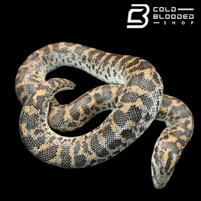 Javelin Sand boa Female #1 - Eryx jaculus