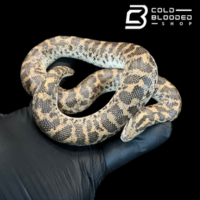 Javelin Sand boa Female #1 - Eryx jaculus