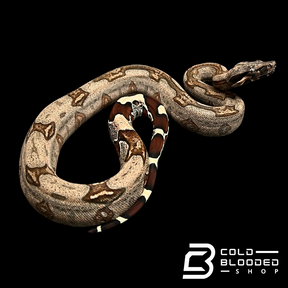 Female Striped Guyana Boa Constrictor - Boa Constrictor