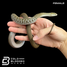 Pair of Japanese King Rat Snakes - Elaphe carinata yonaguniensis - Cold Blooded Shop