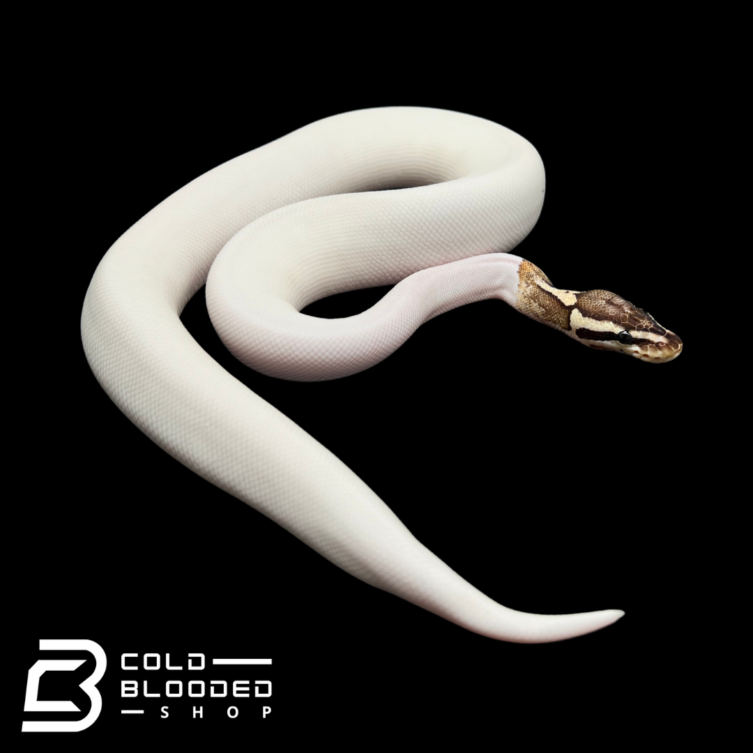 Juvenile Male Fire Fly Pied Ball Python - Python regius