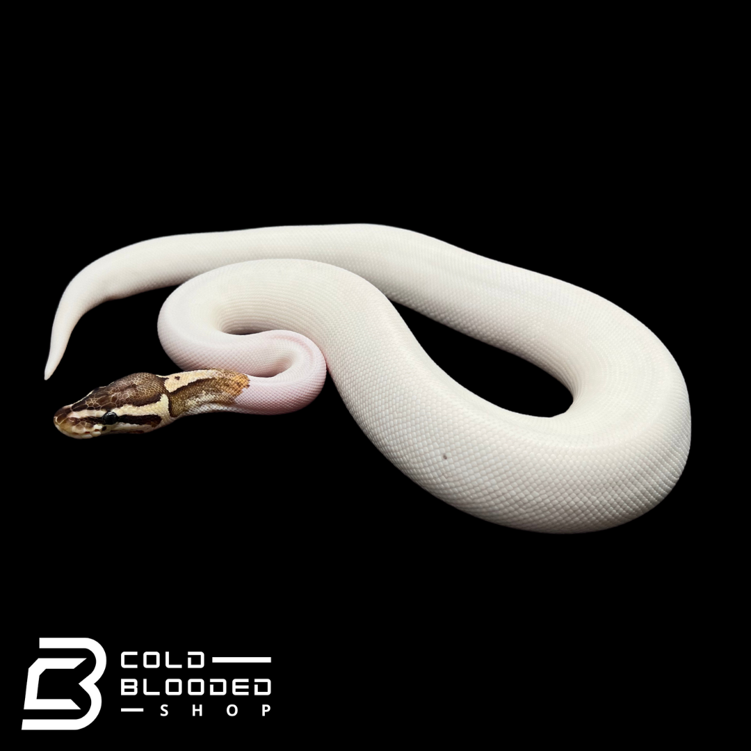 Juvenile Male Fire Fly Pied Ball Python - Python regius