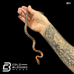 Twin-Barred Tree Snakes - Chrysopelea pelias - Cold Blooded Shop