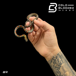 Twin-Barred Tree Snakes - Chrysopelea pelias - Cold Blooded Shop