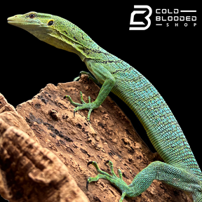 Sub-Adult Female Green Tree Monitor - Varanus prasinus (BLUE PATTERN!)