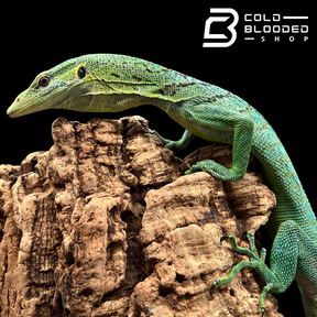 Sub-Adult Female Green Tree Monitor - Varanus prasinus (BLUE PATTERN!)