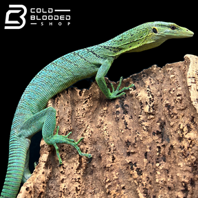 Sub-Adult Female Green Tree Monitor - Varanus prasinus (BLUE PATTERN!)