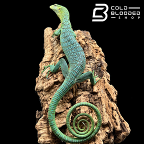 Sub-Adult Female Green Tree Monitor - Varanus prasinus (BLUE PATTERN!)