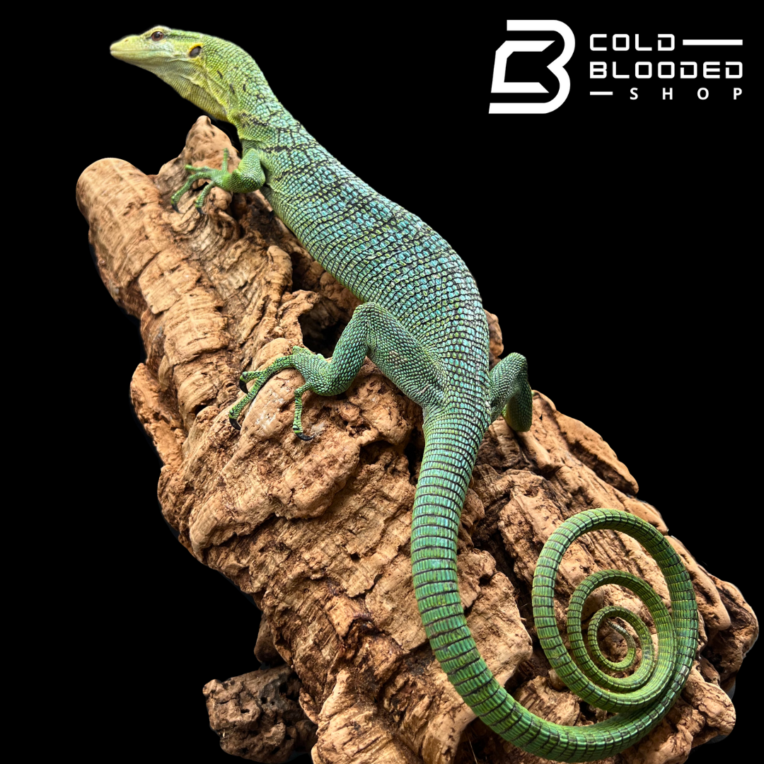 Tree Monitor Frame Adult Green Tree Monitor