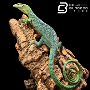 Sub-Adult Female Green Tree Monitor - Varanus prasinus (BLUE PATTERN!)