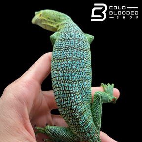 Sub-Adult Female Green Tree Monitor - Varanus prasinus (BLUE PATTERN!)