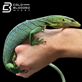 Sub-Adult Female Green Tree Monitor - Varanus prasinus (BLUE PATTERN!)