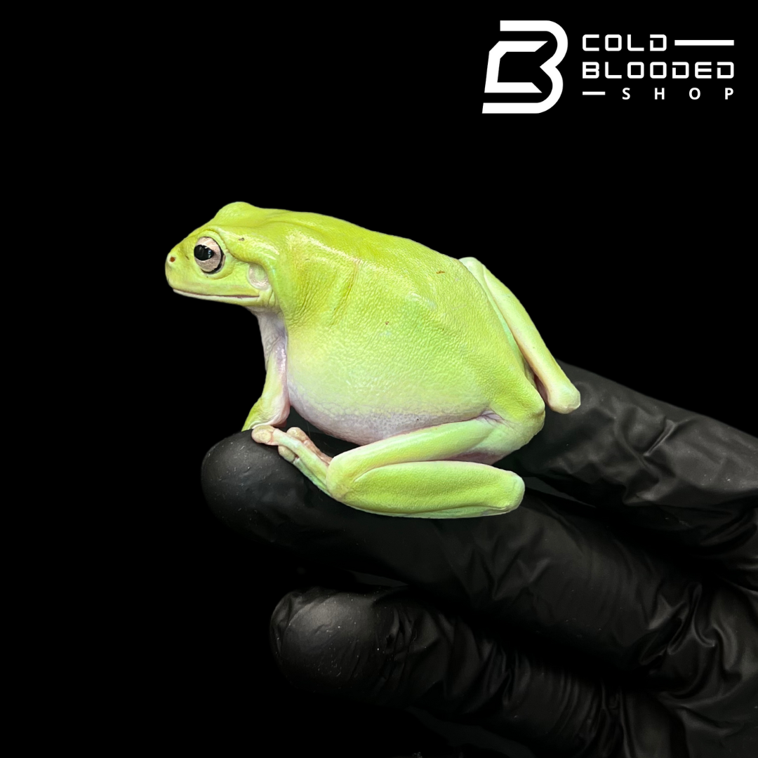 White's Tree Frogs - Litoria caerulea