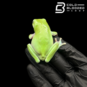 White's Tree Frogs - Litoria caerulea