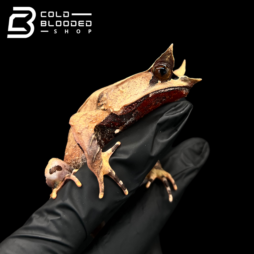 Long-nosed Horned Frog - Megophrys nasuta