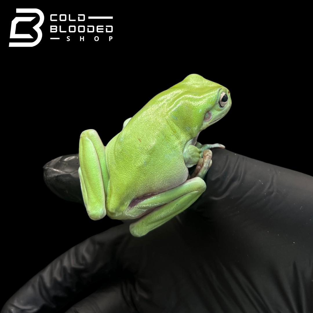 White's Tree Frogs - Litoria caerulea