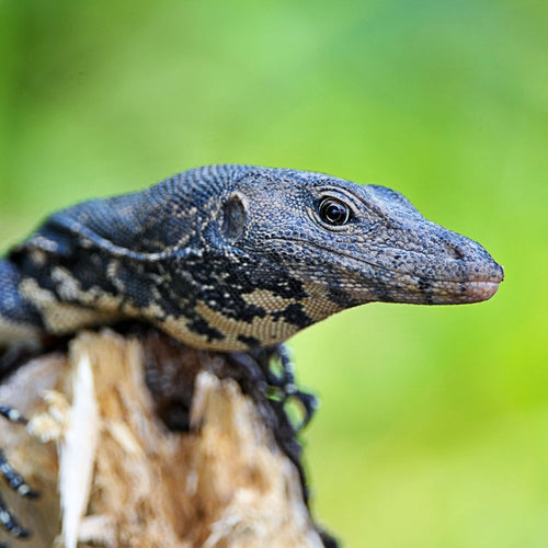 Baby Black Dragon Water Monitor Varanus salvator for sale