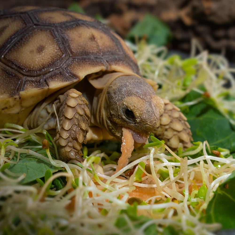 Baby-Sulcata-Tortoise-eating-Cold-Blooded-Shop