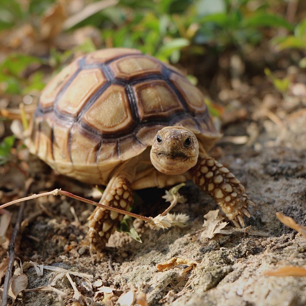 Baby-Sulcata-Tortoise-burrowing-Cold-Blooded-Shop