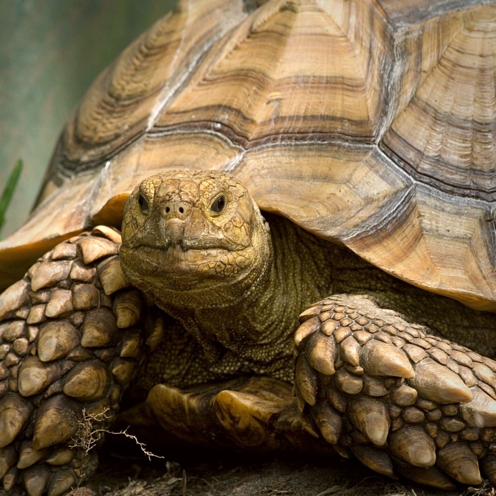 Baby-Sulcata-Tortoise-life-span-Cold-Blooded-Shop