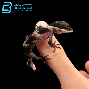 Baby Giant Bent Toed Gecko - Cyrtodactylus irianjayaensis - Cold Blooded Shop