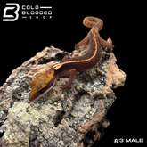 Cat Gecko - Aeluroscalabotes felinus