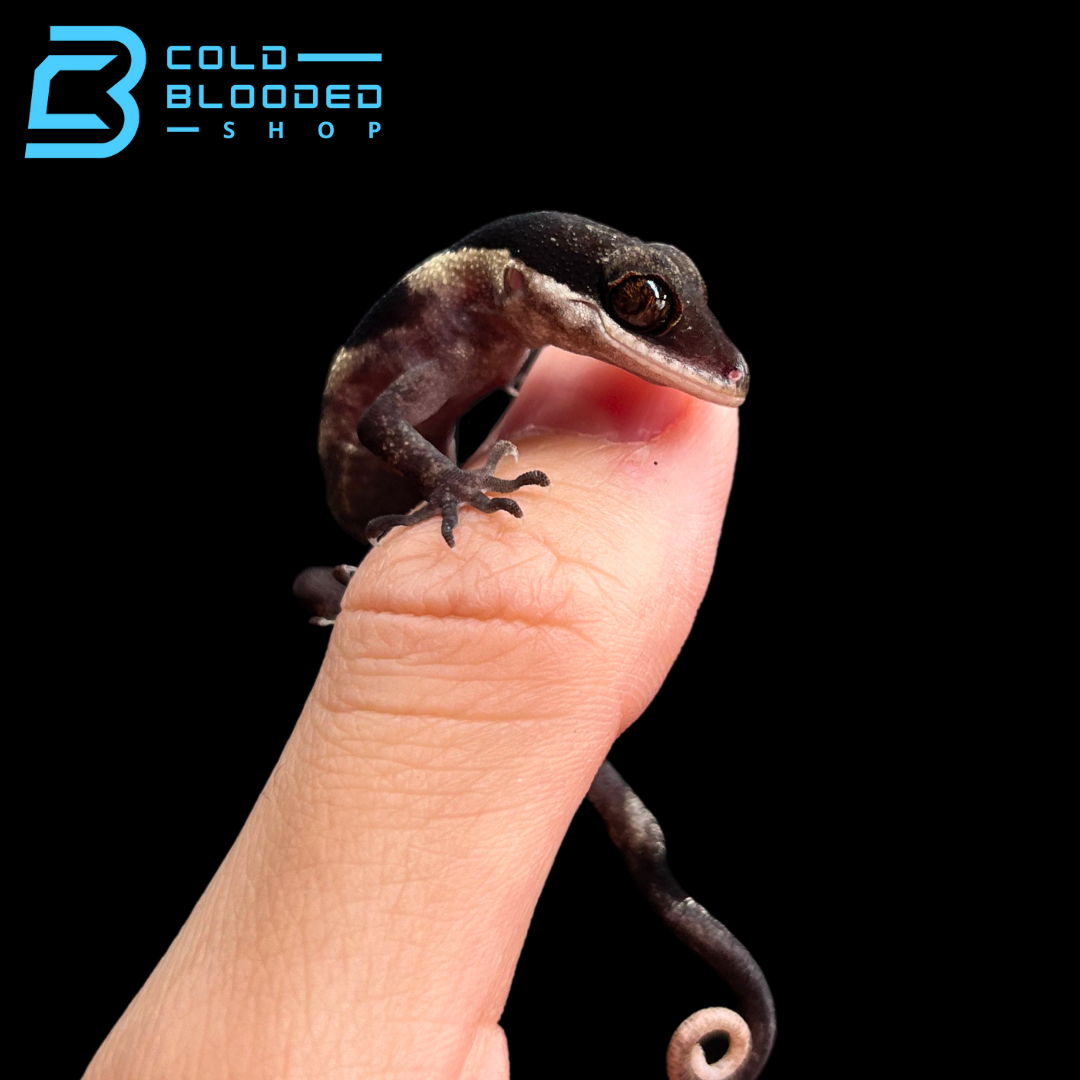 Baby Giant Bent Toed Gecko - Cyrtodactylus irianjayaensis - Cold Blooded Shop