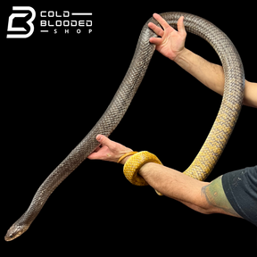 Giant Male Yellow Tailed Cribo - Drymarchon corais - Cold Blooded Shop